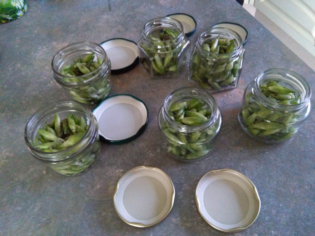 Rheinauen-Kapern | Lindenbrunnenhof